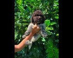 Lagotto Romagnolo štenci